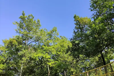 Puring Park