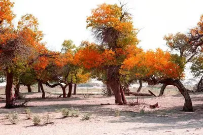 Autumn Journey to Gansu and Inner Mongolia