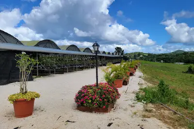 El Reloj de Flores de Puerto Rico