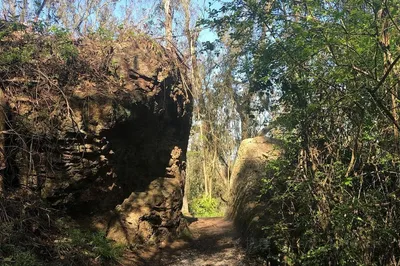 Mount Sutro Open Space Reserve