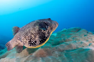 Euro-Divers LUX South Ari Atoll
