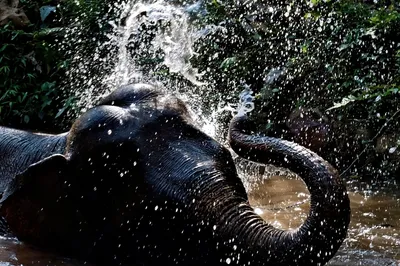 Mekong Elephant Park Sanctuary