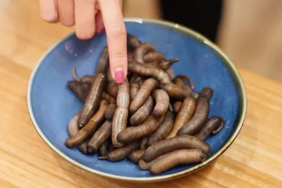 土筍凍爲什麼那麼普通，又那麼自信？