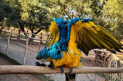 La perle aux oiseaux