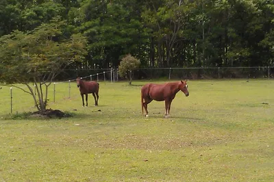 Redlynch Equestrian Park