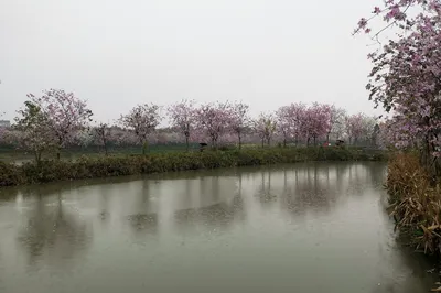 Haizhu Wetland: Earth's 'Lungs' and 'Kidneys' Turned into a Tourist Spot—Can It Nourish the Heart?