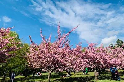 The Japanese Garden of Herăstrău Park