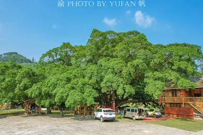廣西第一樹：樹齡超1450年，十人才能合圍，被侗族同胞奉為神樹