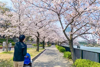 Osaka Cherry Blossom Story: This Spring, Osaka's Cherry Blossoms Also Bloom Brilliantly!