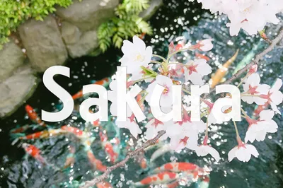 雲賞櫻花