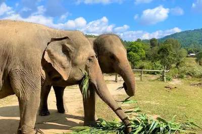 Chiang Mai Living Green Elephant Sanctuary&Foundation