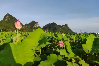 2022年-自驾半日游之柳州百朋看荷花