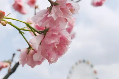 櫻花時節又逢君，觀瀾湖大地生態藝術園@深圳農家樂@團建活動