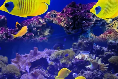 Oceanarium