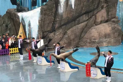 Sea Lion Performance