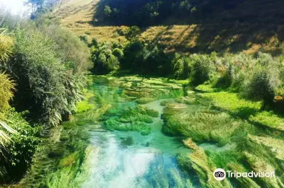 Te Waihou Blue Spring
