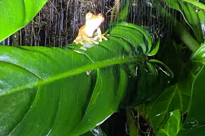 Wikiri Sapoparque