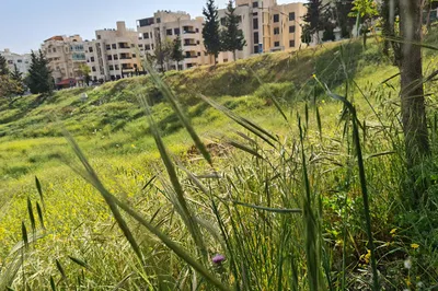 Amman Martyrs Park