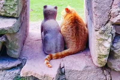 Cochahuasi Animal Sanctuary