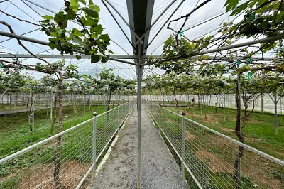 Perlis Vineyard