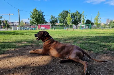 Pasji park