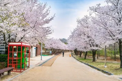 Seoul Cherry Blossom Season: When the City Falls into a Milky Pink Galaxy (These Five Hidden Cherry Blossom Spots Are Unfairly Beautiful!)