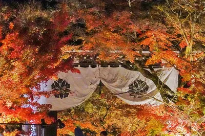 馥府京都，2022京都紅葉季最浪漫的邂逅