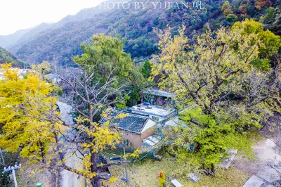 洛陽大山中，數十棵千年銀杏圍著一古寺遺址，美成童話不遜騰衝