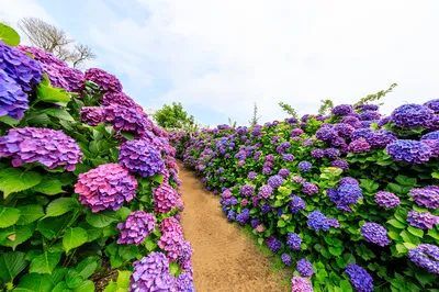 濟州島賞繡球花