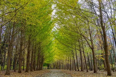 Hoshimi Ryokuchi Park