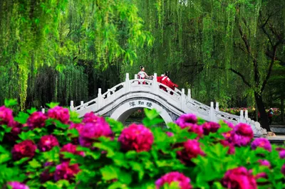 Sui and Tang Dynasty Town Botanic Gardens