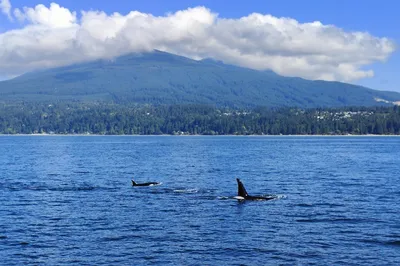 Prince of Whales - Whale & Marine Wildlife Adventures Vancouver