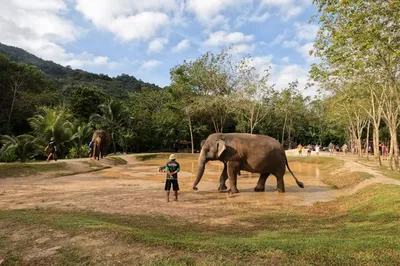 Green Elephant Sanctuary Park