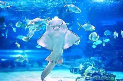 Aquarium of the Pacific