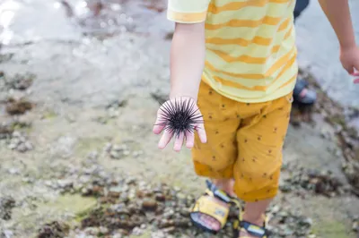 陵水趕海