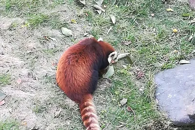 洱海公園動物園區-小熊貓園