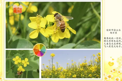 Beijing: May Day Visit to the Western Beijing Rapeseed Flower Sea Festival