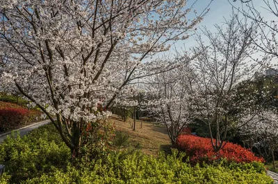 Jiangnan without winter snow, spring and summer scenery are equally beautiful, the red and green in the park are instantly switched