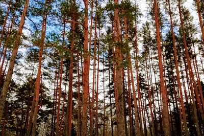Piejūra Nature Reserve