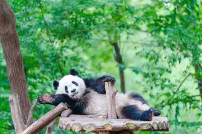 成都旅游
