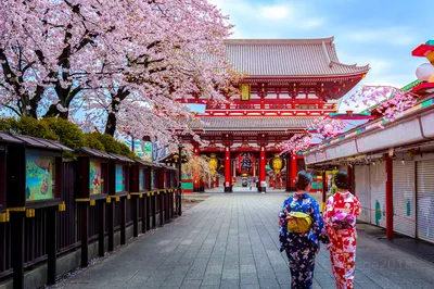 東京賞櫻花