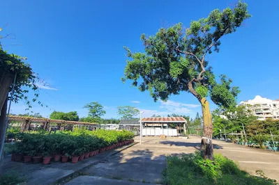 黑沙公園和黑沙海灘休憩區