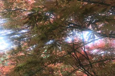 杭州，讀你千遍不厭倦（西塘杭州春遊記2）