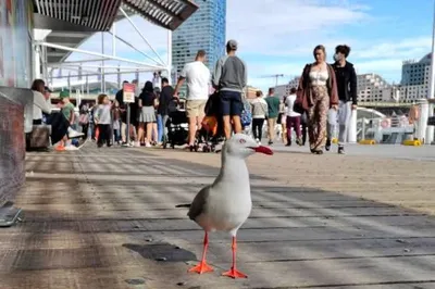 Strolling in Sydney's Darling Harbour, Witnessing the Rotation of Pyrmont Bridge Deck