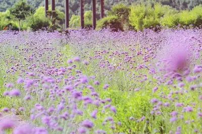 六月這裏花開成海，景美人少，門票半價，還不快去