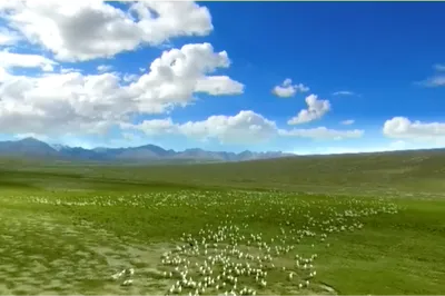 Let's go to Aksay, a beautiful town at the western end of the Hexi Corridor — join the wildlife protection plan!