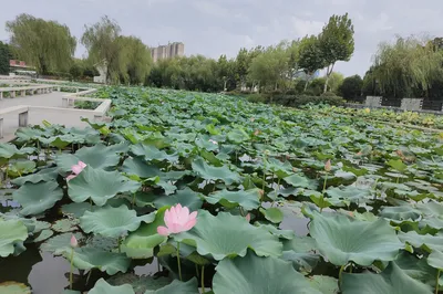 Dancing with Lotuses in the Summer Heat