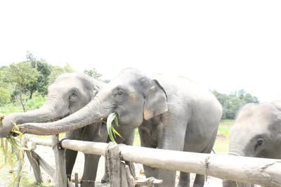 Elephant Pride Sanctuary