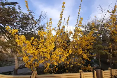 Yapon Bağı