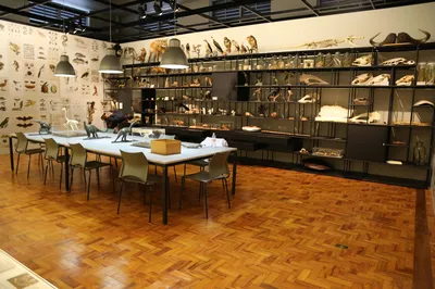 Museum of Zoology of the University of São Paulo
